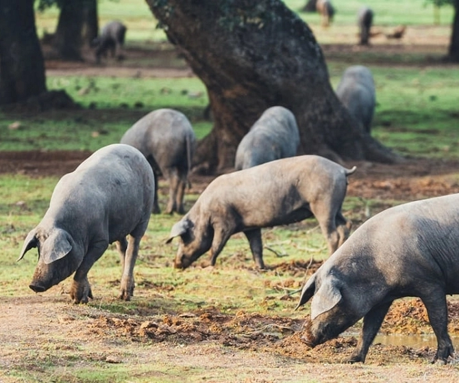 Cerdo ibérico en libertad